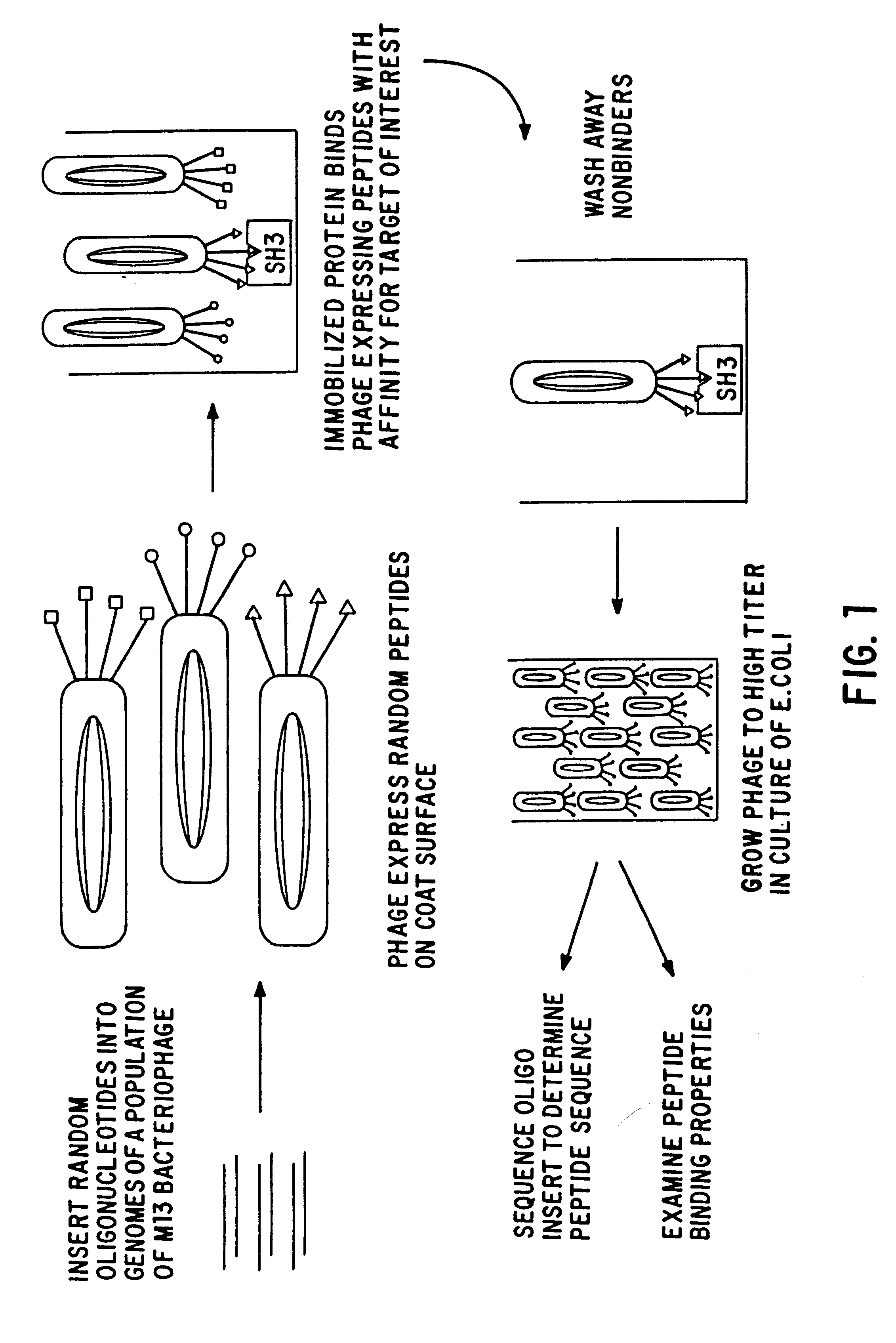 Polypeptides having a functional domain of interest and methods of identifying and using same