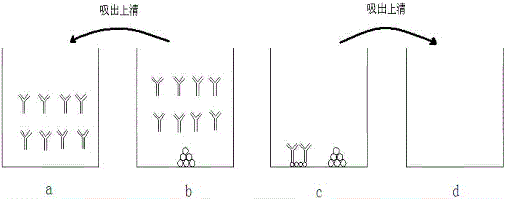 Preparation of hybridoma cell, monoclonal antibody secreted by hybridoma cell and application of monoclonal antibody