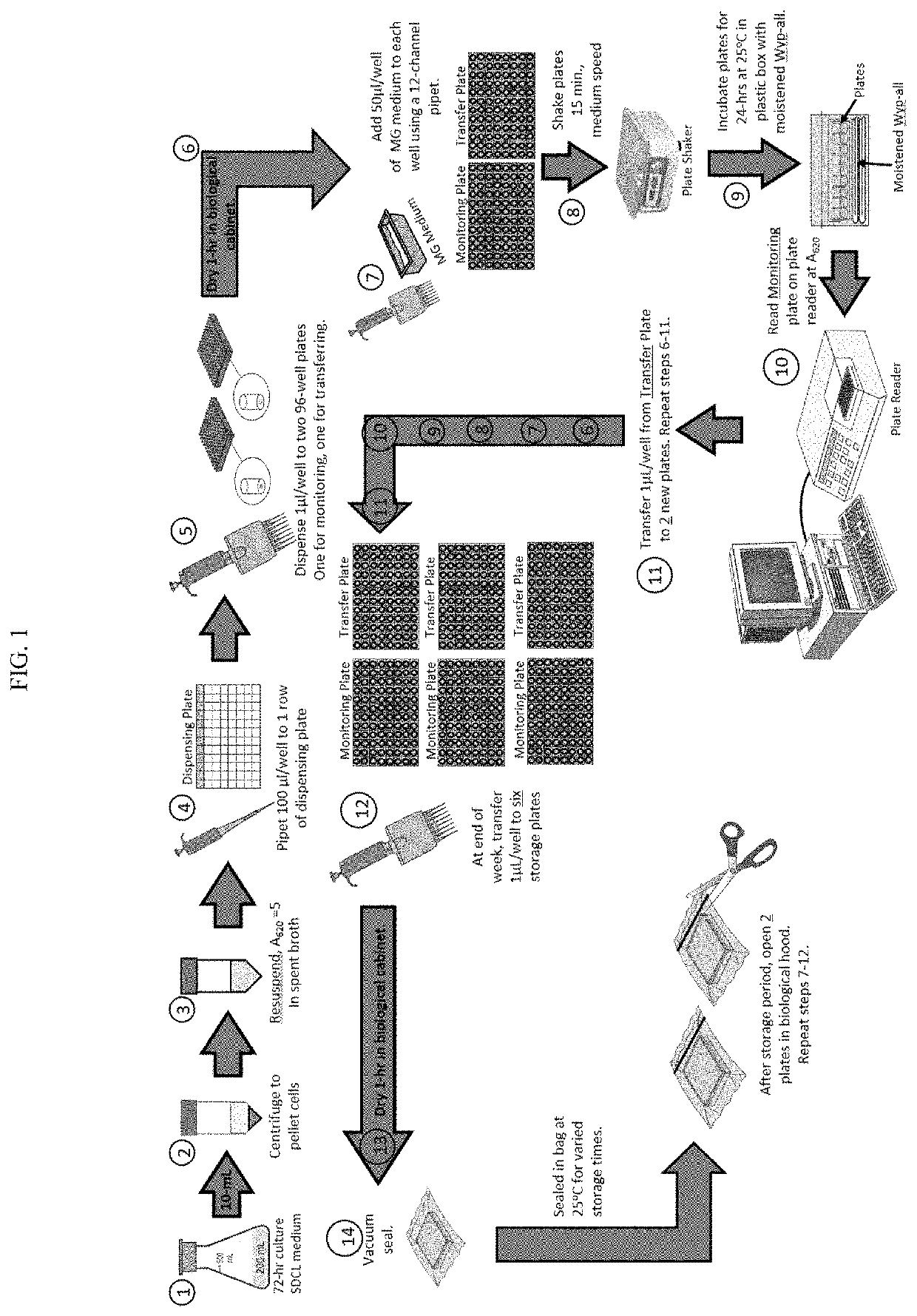 Dessication resistant pseudomonad strains and treatment of agricultural maladies therewith