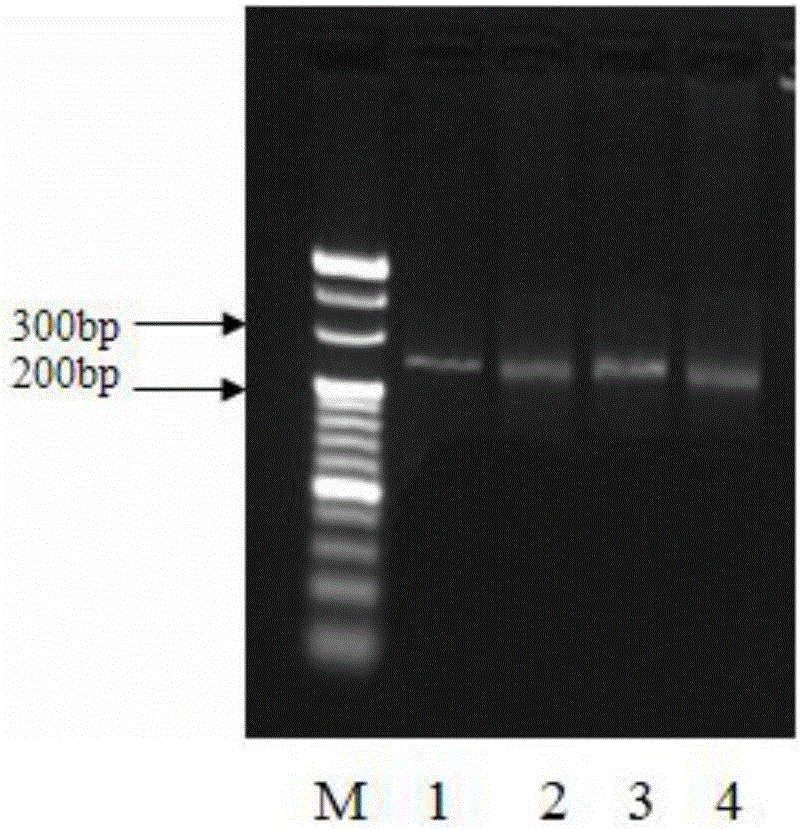 Genetic diagnosis kit and use method thereof