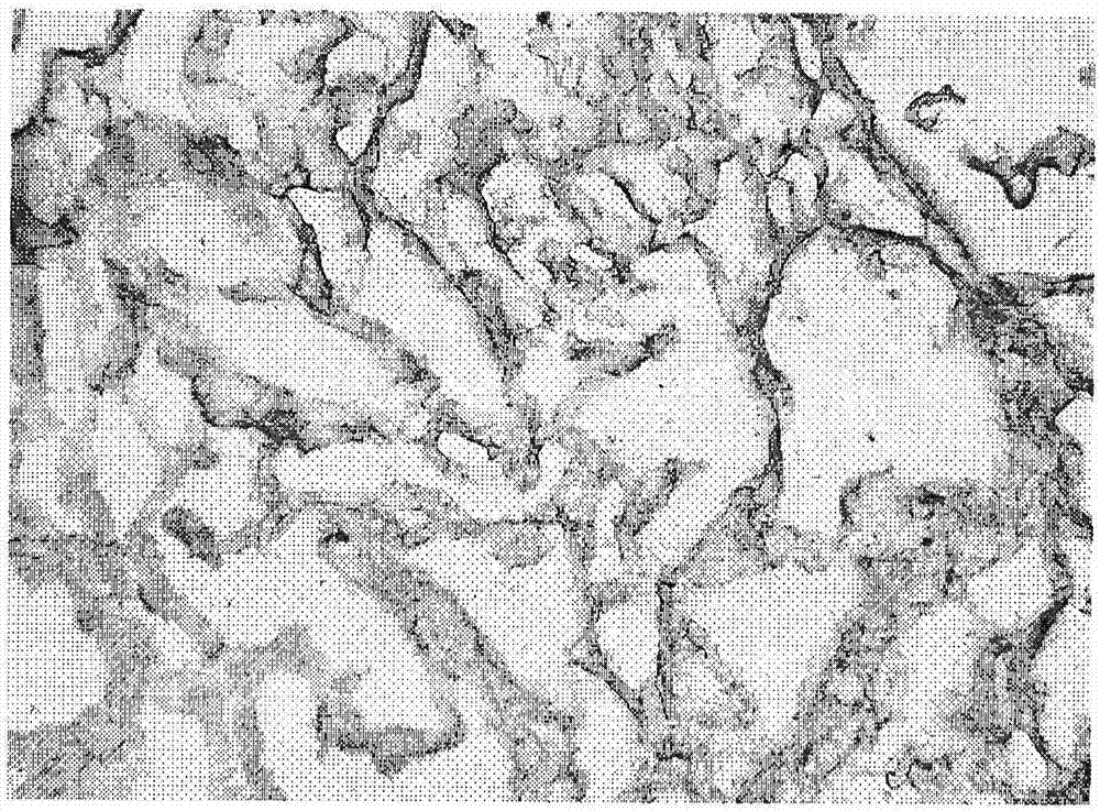 Preparation method of decellularized biological omentum and decellularized biological omentum prepared therefrom