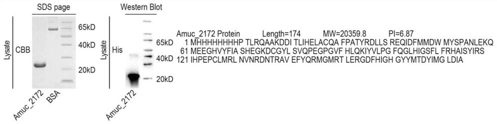 Ackerman bacteria Amuc2172 protein as well as preparation method and application thereof