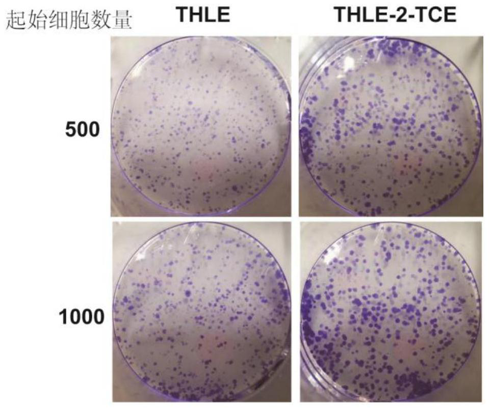 Method for inducing vicious transformation of human hepatocytes by trichloroethylene and application of method