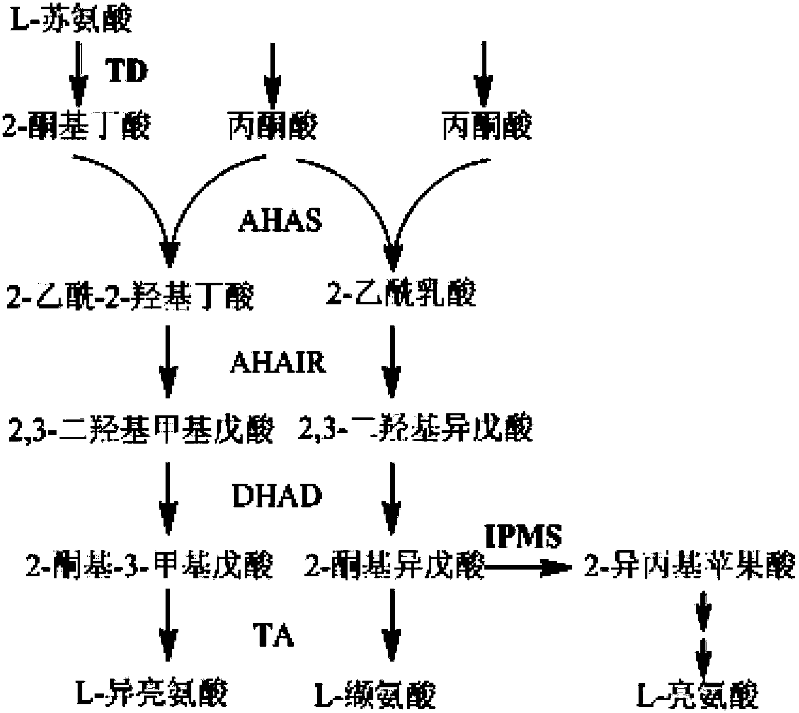 Protein, DNA molecule, conversion host containing DNA and method for production of L-valine by utilization of conversion host