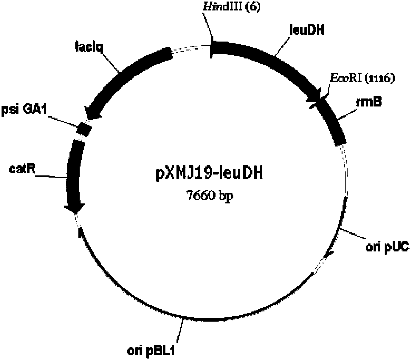 Protein, DNA molecule, conversion host containing DNA and method for production of L-valine by utilization of conversion host
