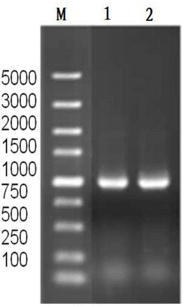 Super-high-temperature-resistant and alkali-resistant beta-mannase gene, amino acid sequence and application of beta-mannase gene