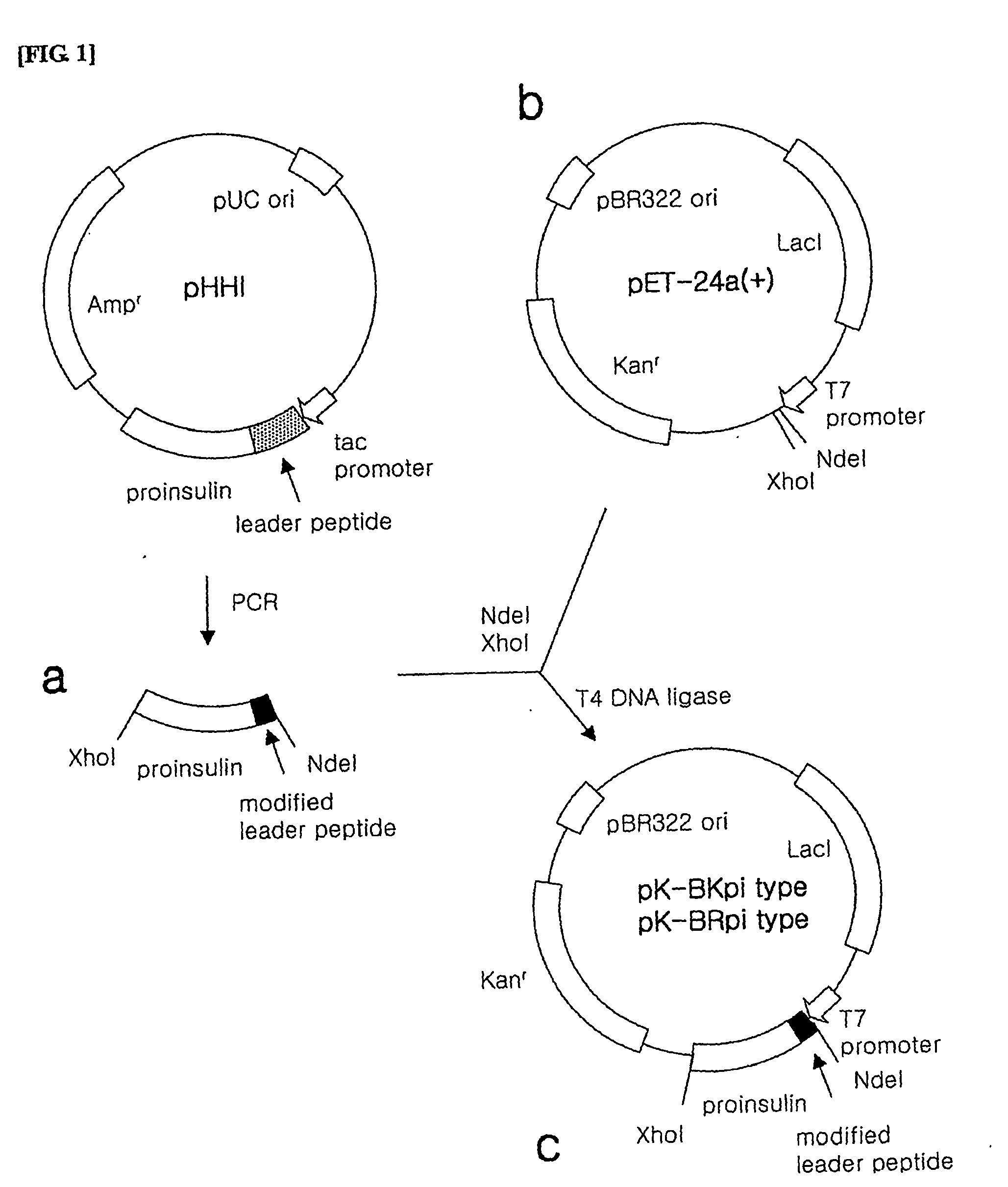 Plasmids expressing human insulin and the preparation method for human insuling thereby