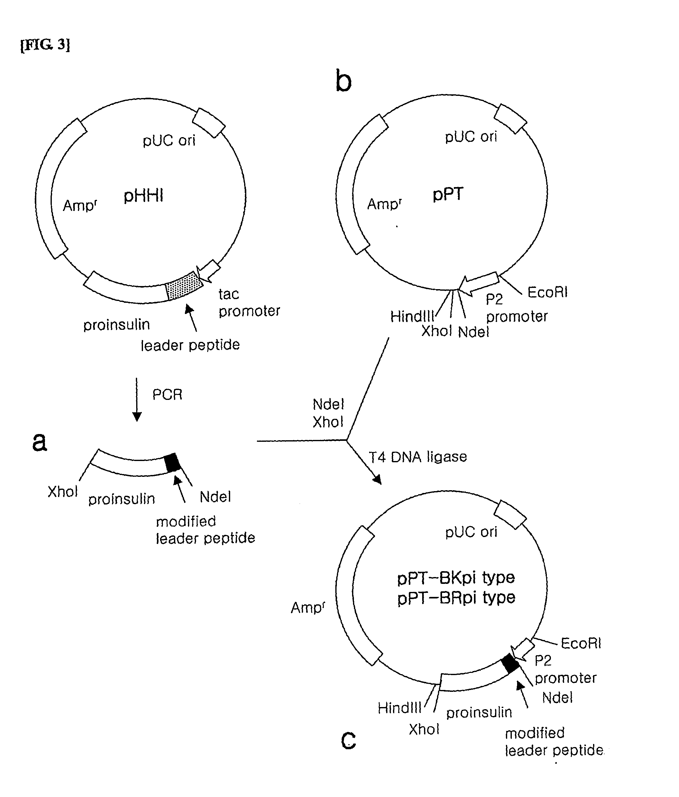 Plasmids expressing human insulin and the preparation method for human insuling thereby