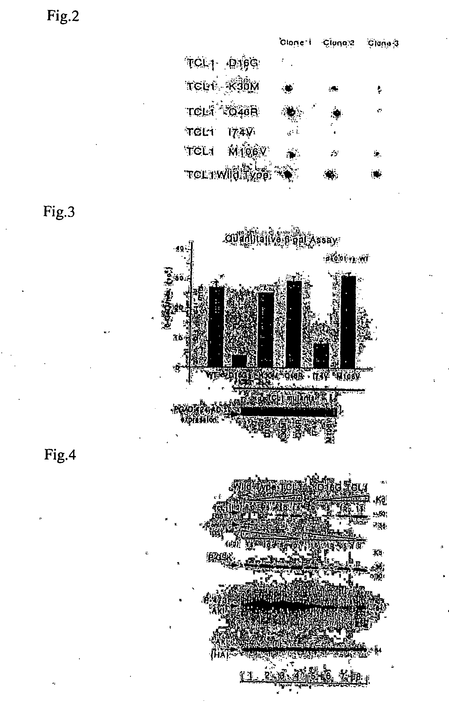 Akt activity specifically inhibiting polypeptide