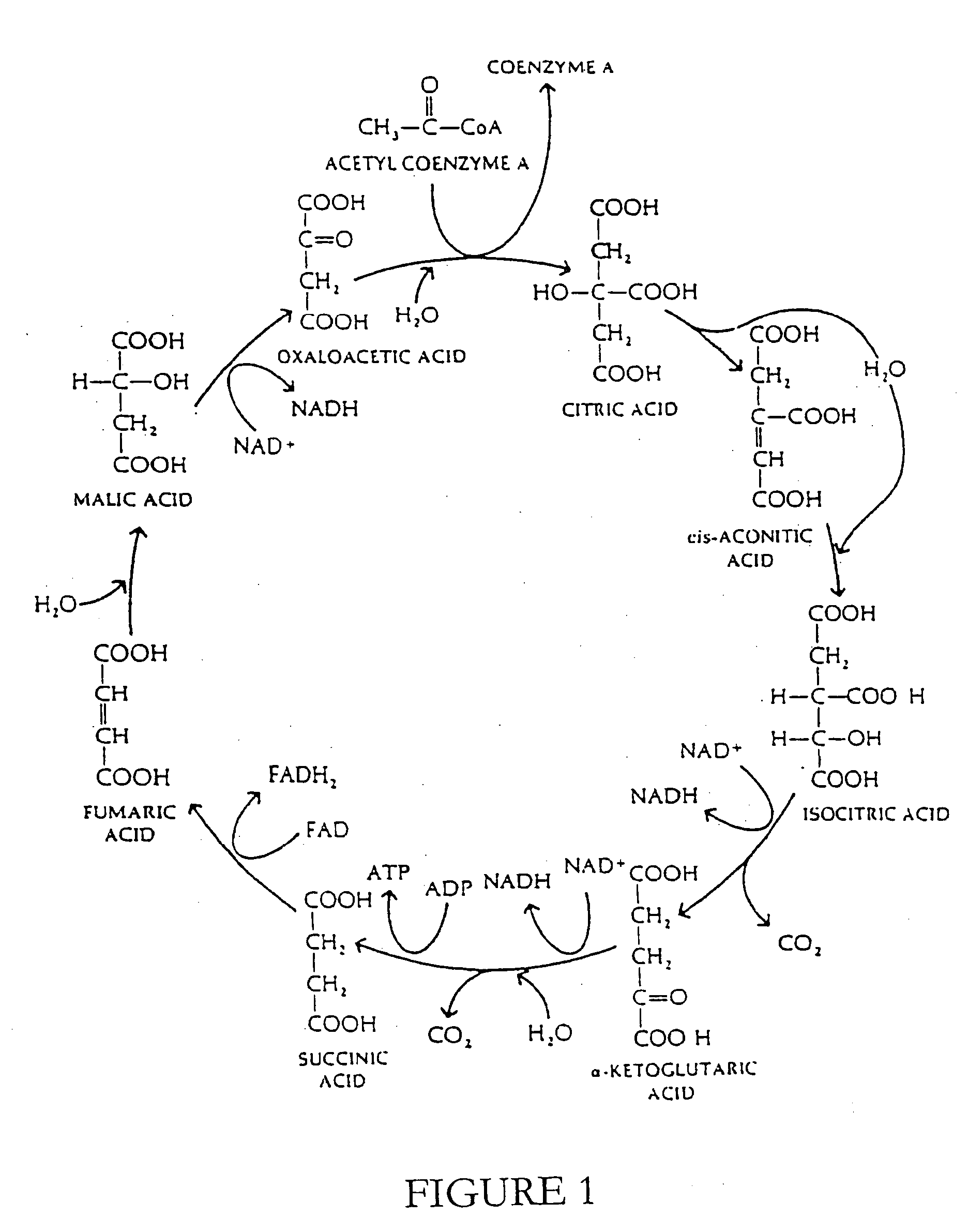 Pharmaceutical compositions for metabolic insufficiencies