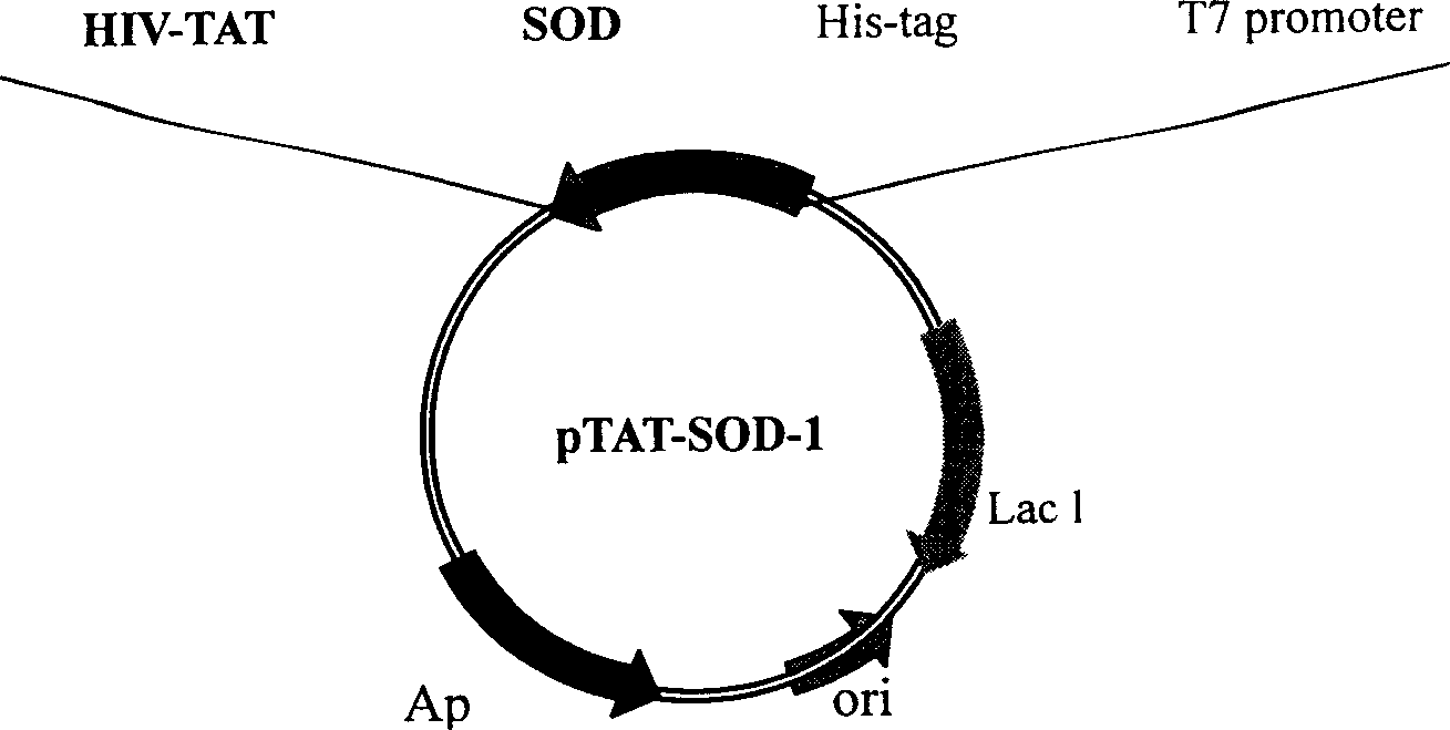 Fusion protein with protein transduction structure field TAT-PTD and application thereof