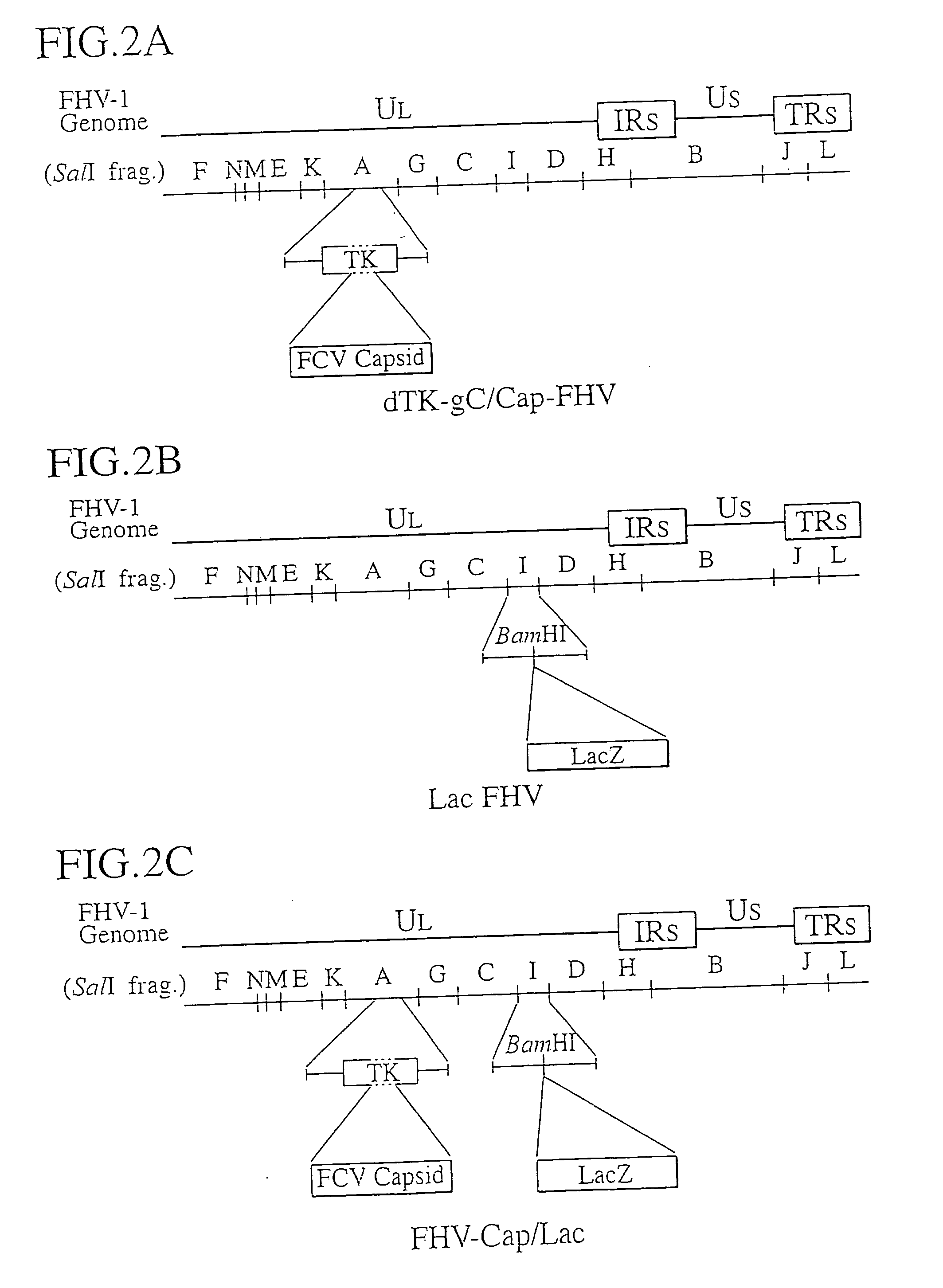 Novel recombinant feline herpesvirus type 1 and polyvalent vaccine using the same