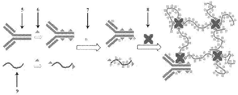 Signal amplification type immunofluorescence probe as well as preparation method and application thereof