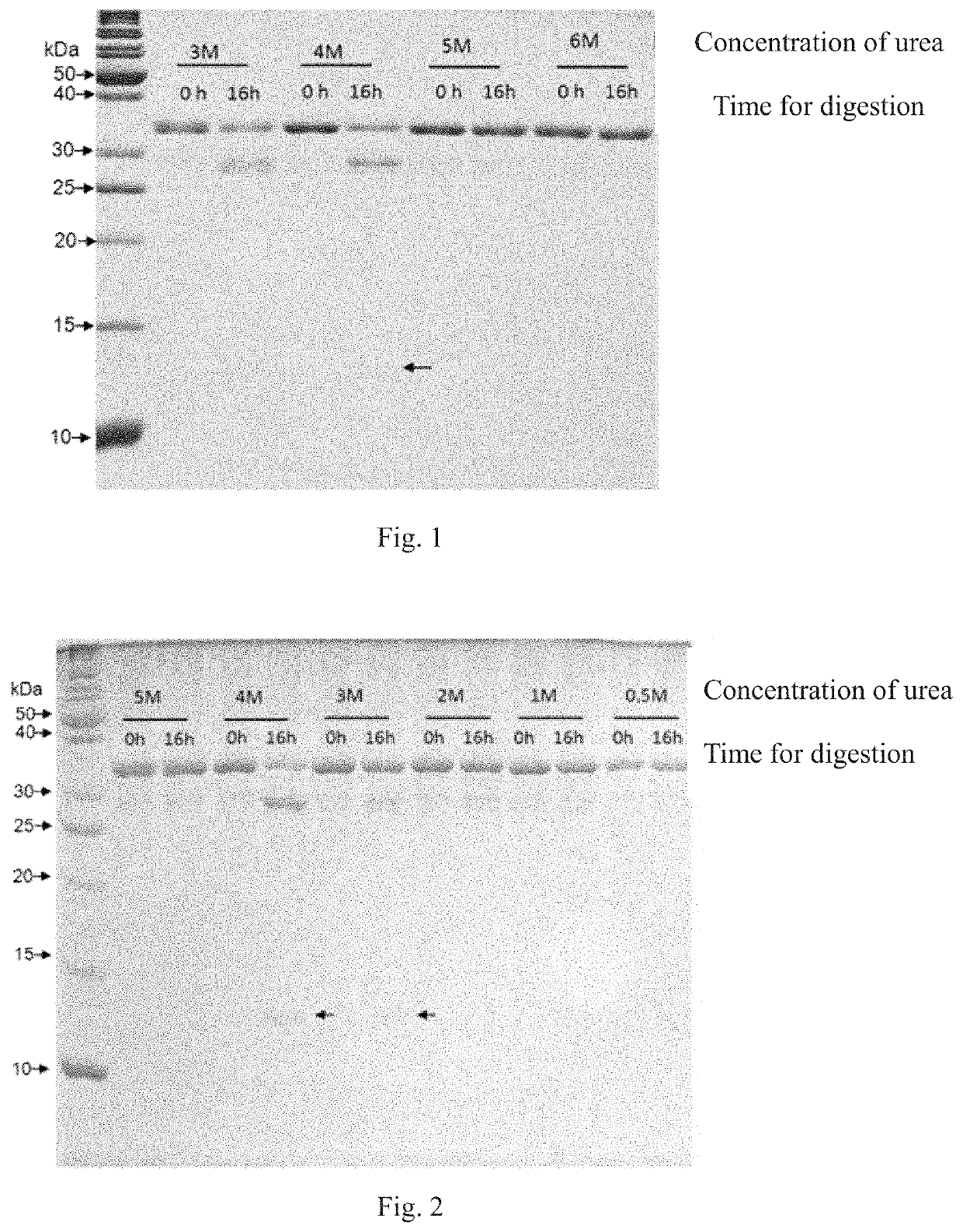 Method for screening protease variant and obtained protease variant