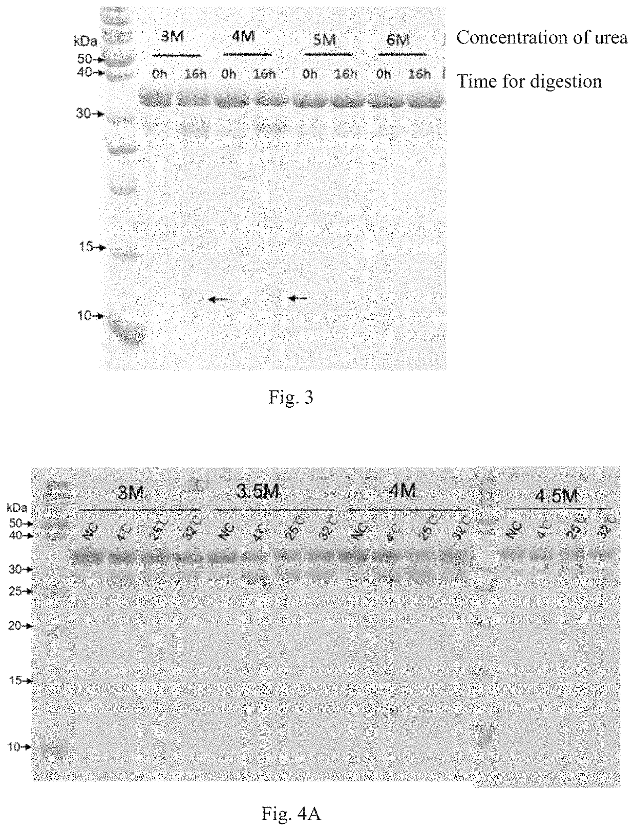 Method for screening protease variant and obtained protease variant