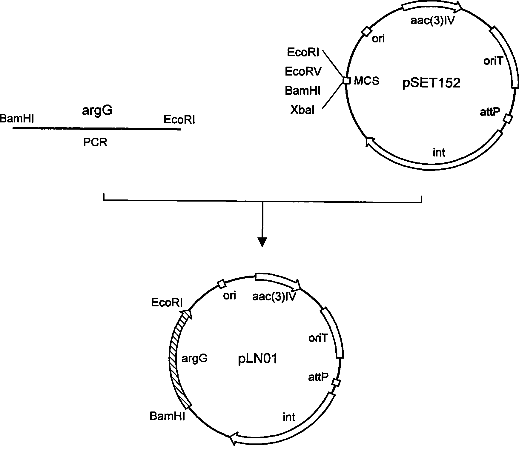 Streptomyces clavuligerus, as well as preparation method and application thereof