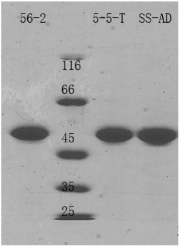 Gene-encoded nicotinamide adenine dinucleotide phosphate fluorescent probe and its preparation method and application