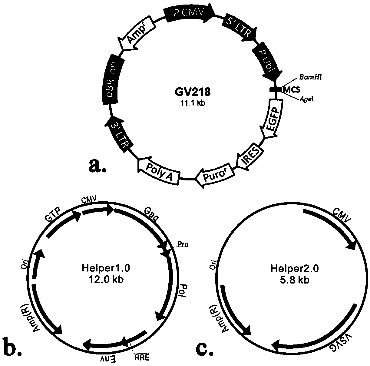 Neural stem cell preparation used for cerebral infarction treatment and bimodally traceable by magnetic resonance and fluorescence imaging