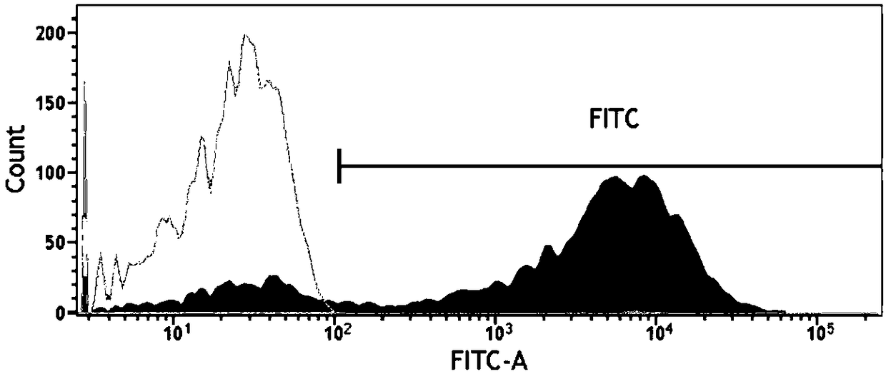 Neural stem cell preparation used for cerebral infarction treatment and bimodally traceable by magnetic resonance and fluorescence imaging