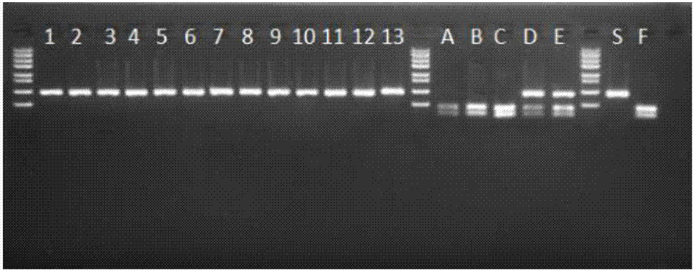 Primers for identifying soybean male sterile line and method thereof