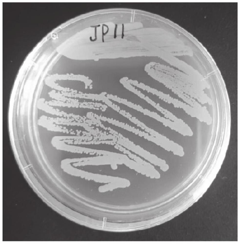 A salt-tolerant bacterium and its application