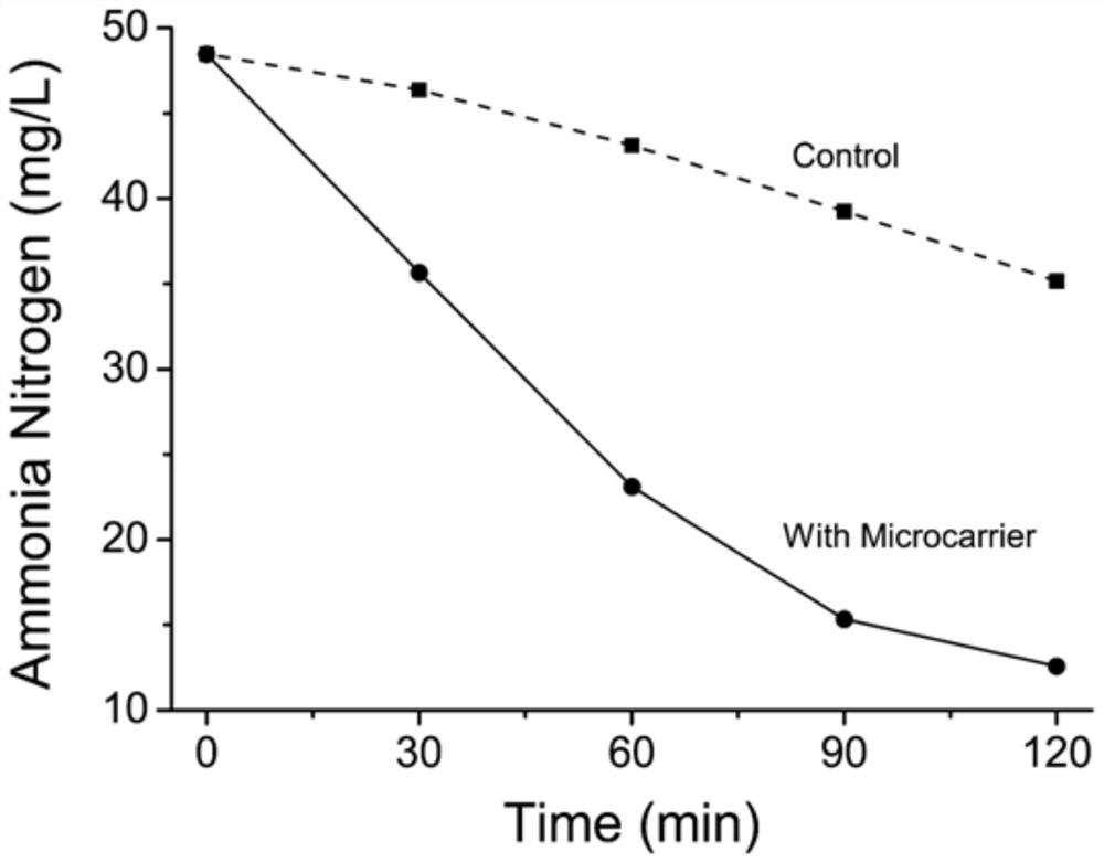 A microcarrier for increasing the culture density of nitrifying bacteria and its preparation method