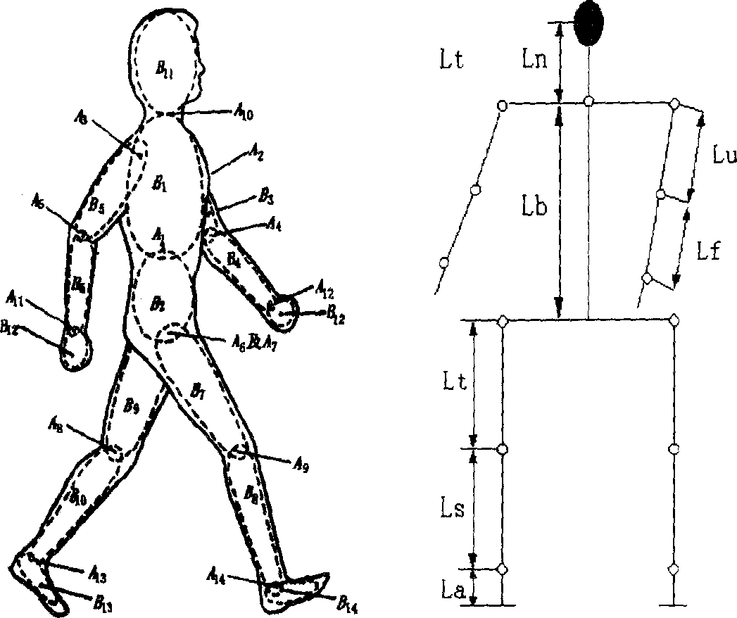 Human imitation robot action similarity evaluation based on human body motion track