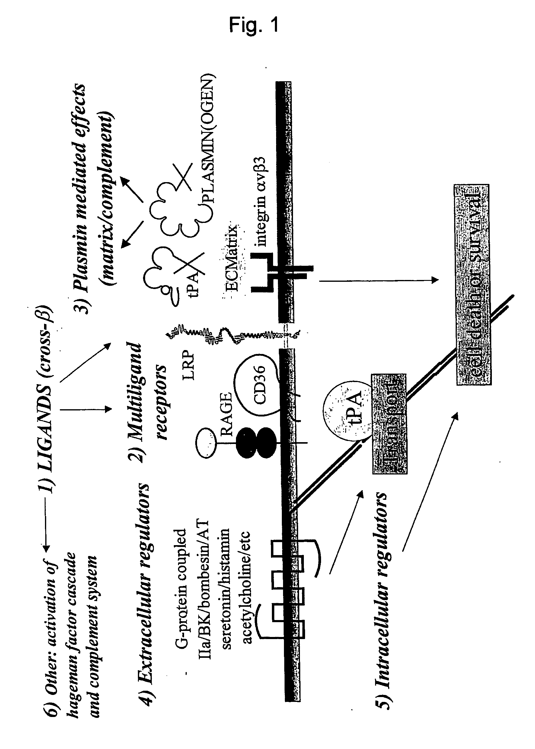 Cross-beta structure comprising amyloid binding proteins and methods for detection of the cross-beta structure, for modulating cross-beta structures fibril formation and for modulating cross-beta structure-mediated toxicity and method for interfering with blood coagulation