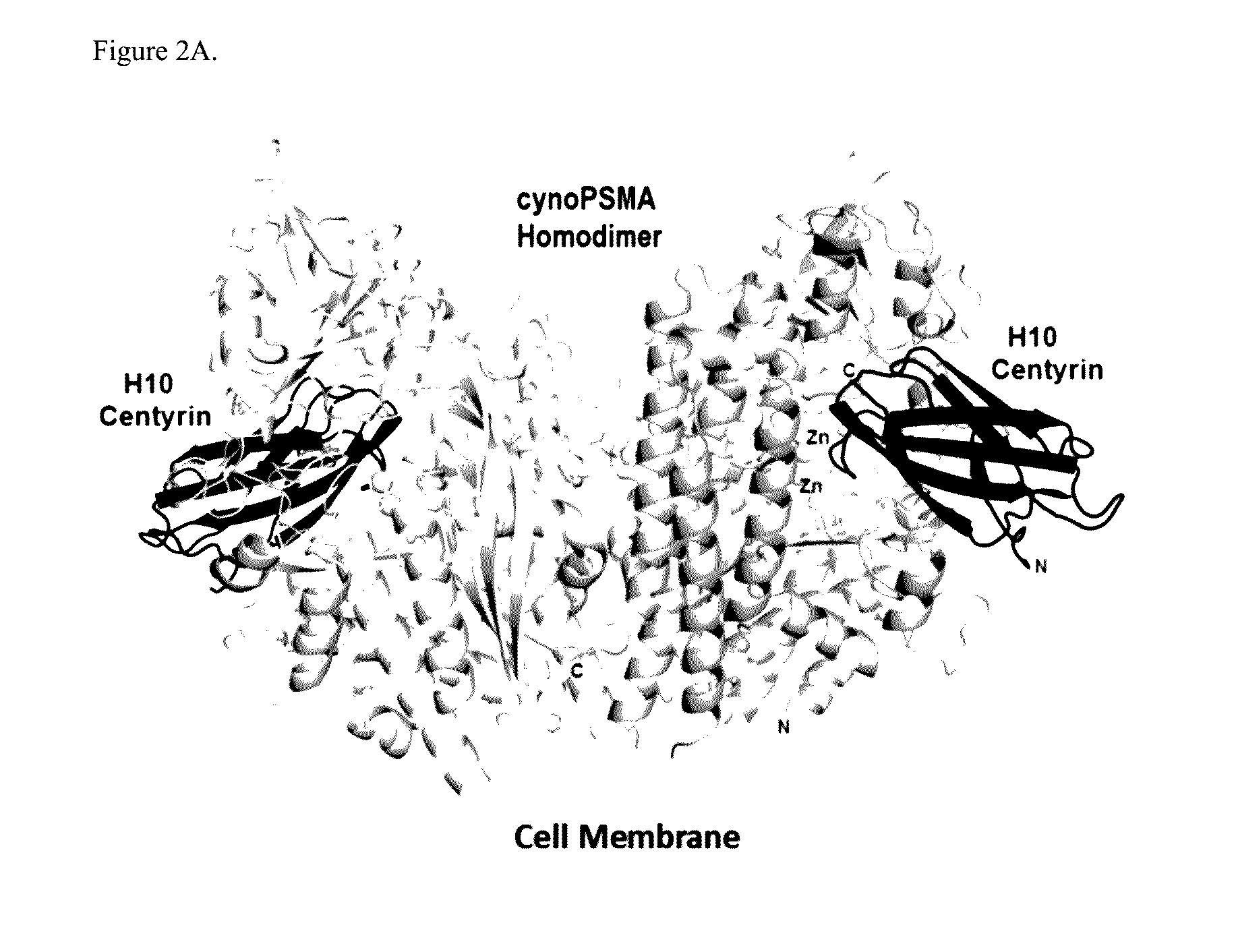 Prostate Specific Membrane Antigen Binding Fibronectin Type III Domains