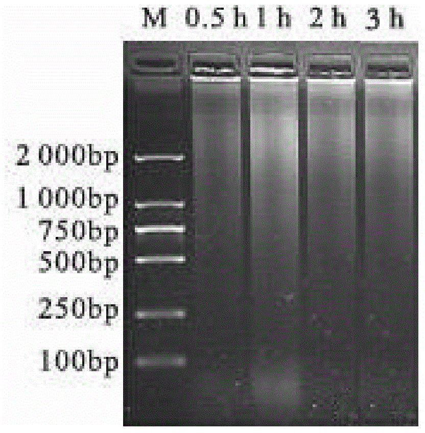 Method for extracting DNA from breast cancer paraffin-embedded tissue