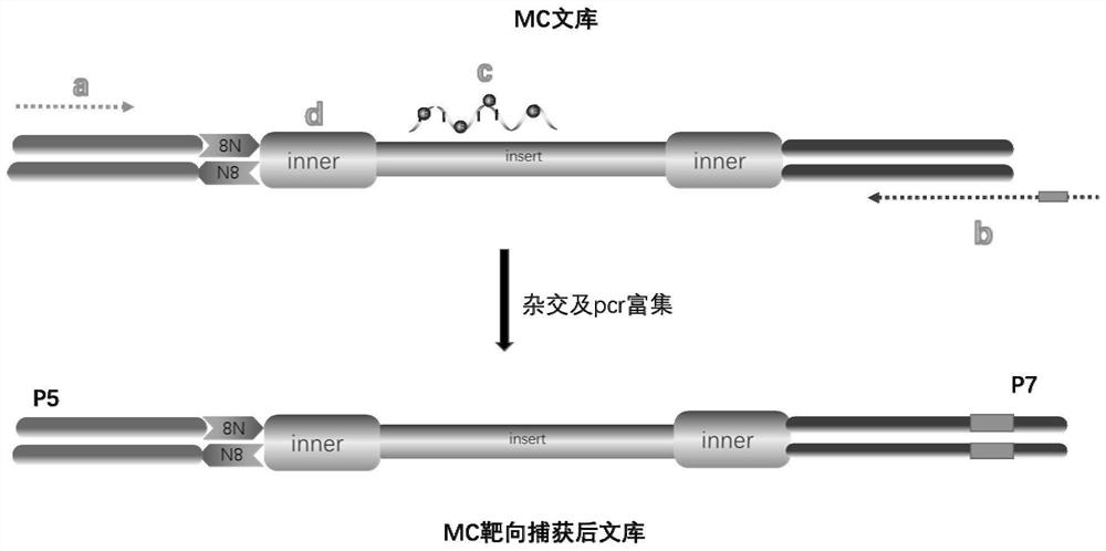 A method for detecting mutation and methylation of tumor-specific genes in ctDNA