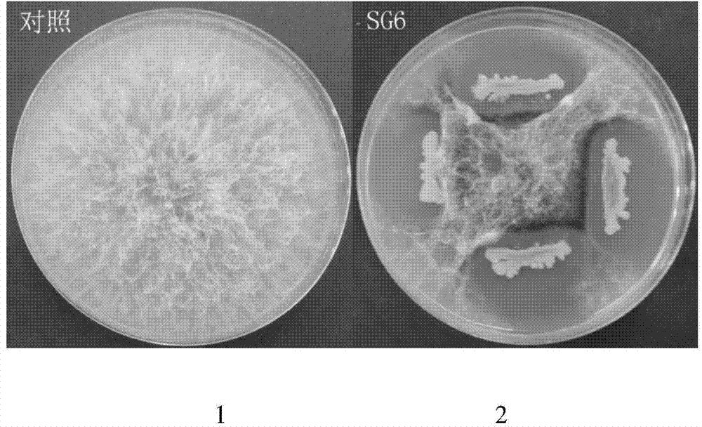 Bacillus subtilis and application in preventing fusarium graminearum