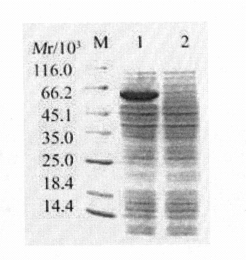 Pseudovirus based on Vasohibin gene and preparation method and application thereof