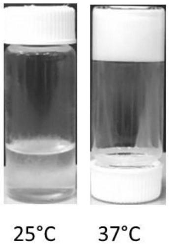 Porous nano-scale soft colloid and method for transporting cells or tissue culture by using porous nano-scale soft colloid