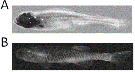 Crispr/Cas9-induced scale-missing zebra fish mode and establishment method