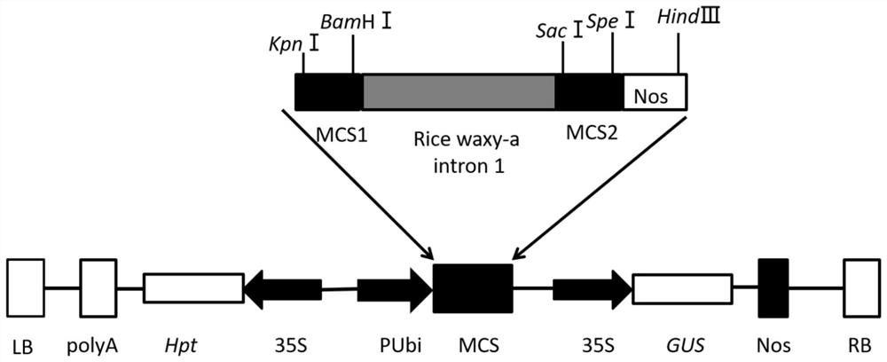 Genes, proteins, gene expression cassettes, expression vectors, host cells, methods and applications for controlling rice flowering time