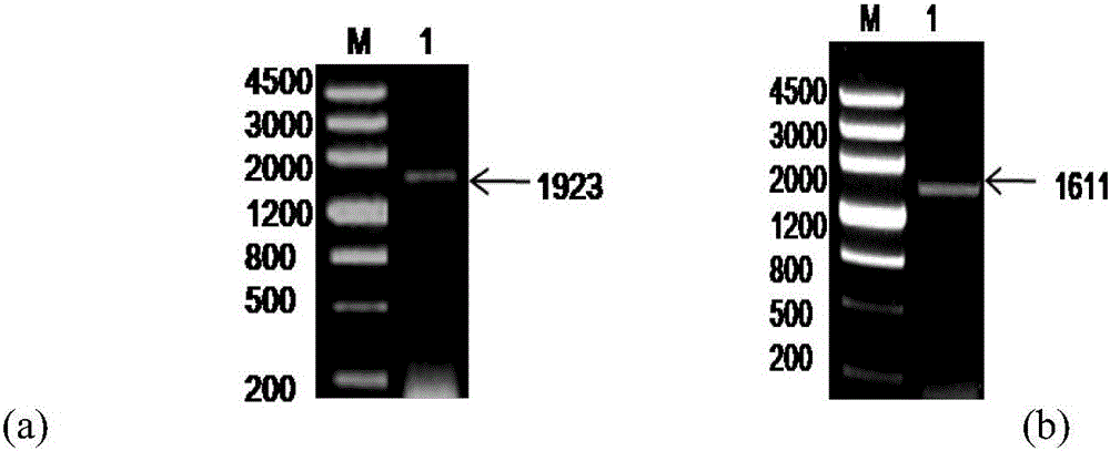 Wolfberry glutamyl cysteine synthetase and encoding gene and application