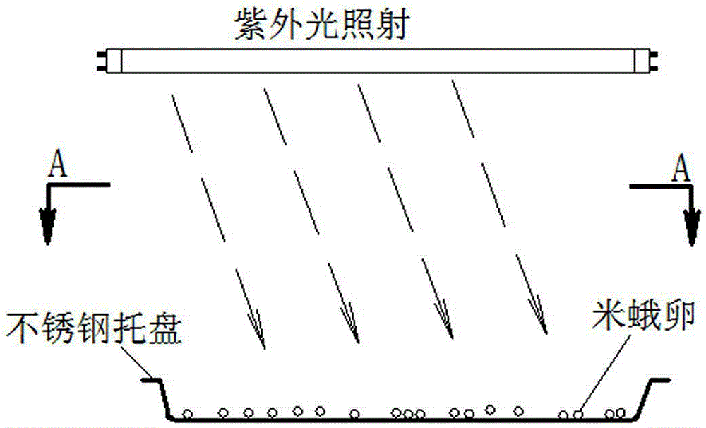 Rice moth egg double-sided embryo killing method