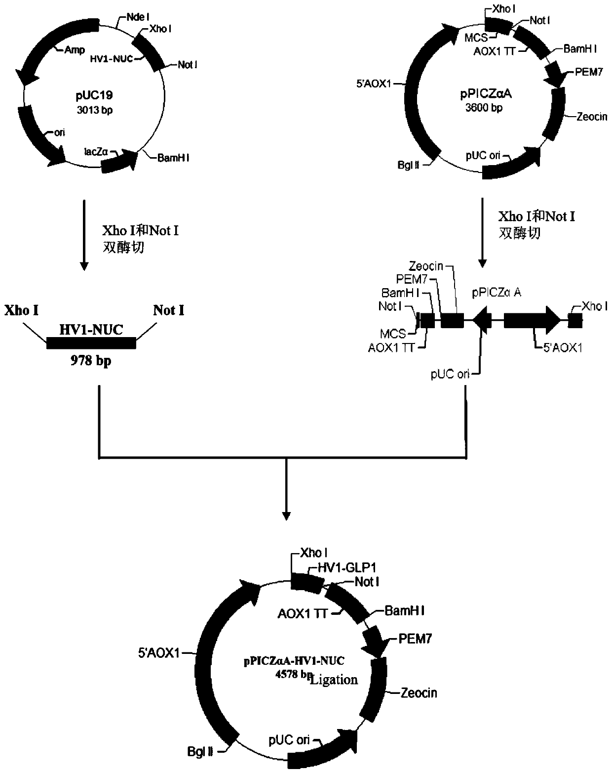 Method for preparing serratia nuclease through efficient secretory fusion expression and recombination in methylotrophic yeast