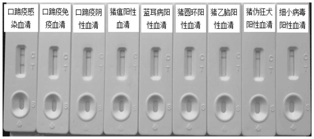 A test strip for the differential diagnosis of foot-and-mouth disease virus-infected animals and vaccine-immunized animals