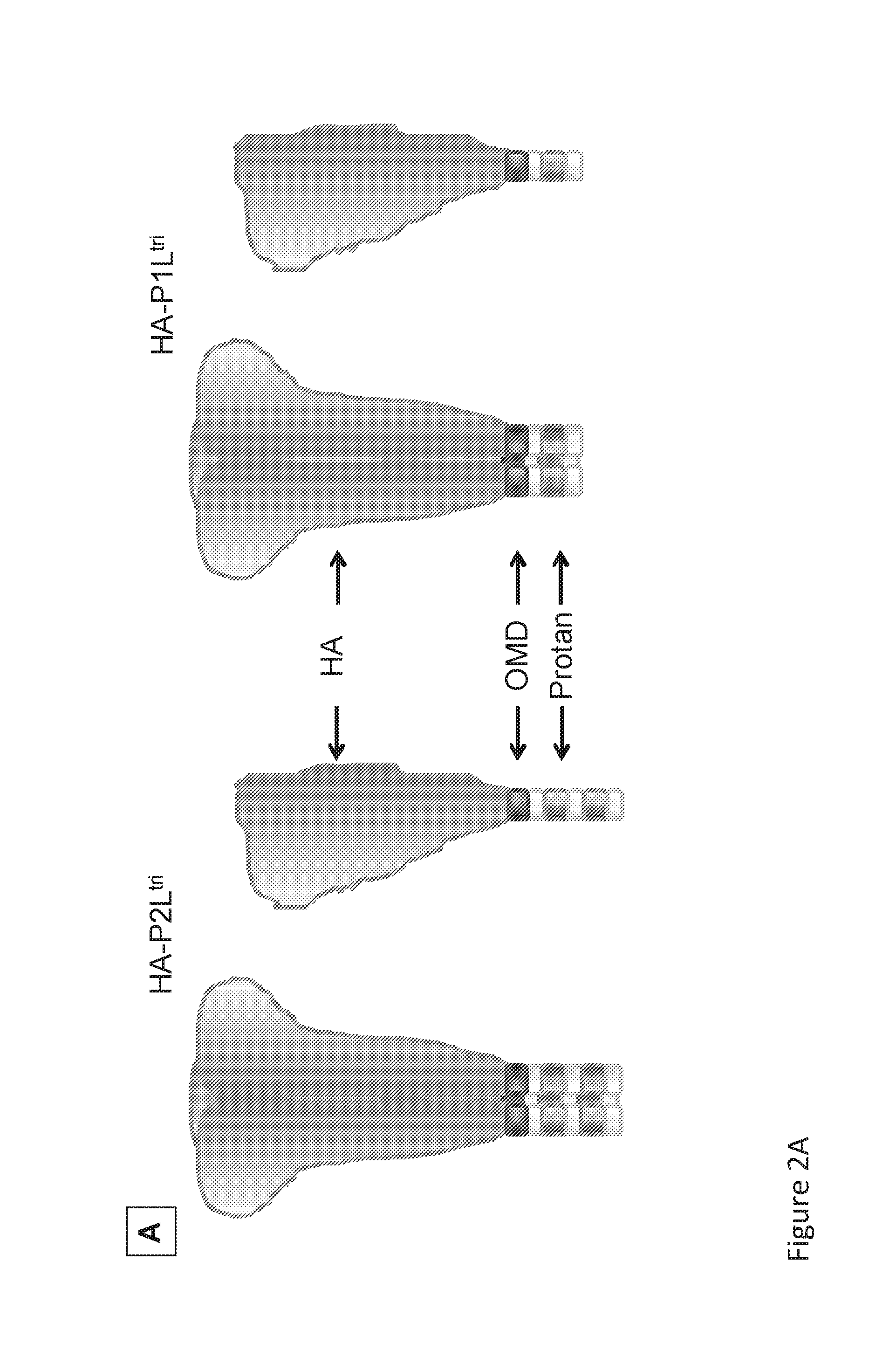 Immunogenic compositions in particulate form and methods for producing the same