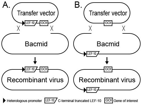 Expression factor mutated baculovirus expression vector system