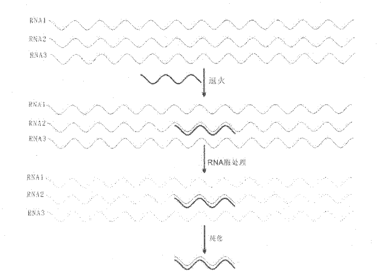 Method for separating low copy genes