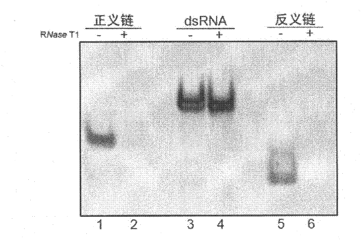 Method for separating low copy genes