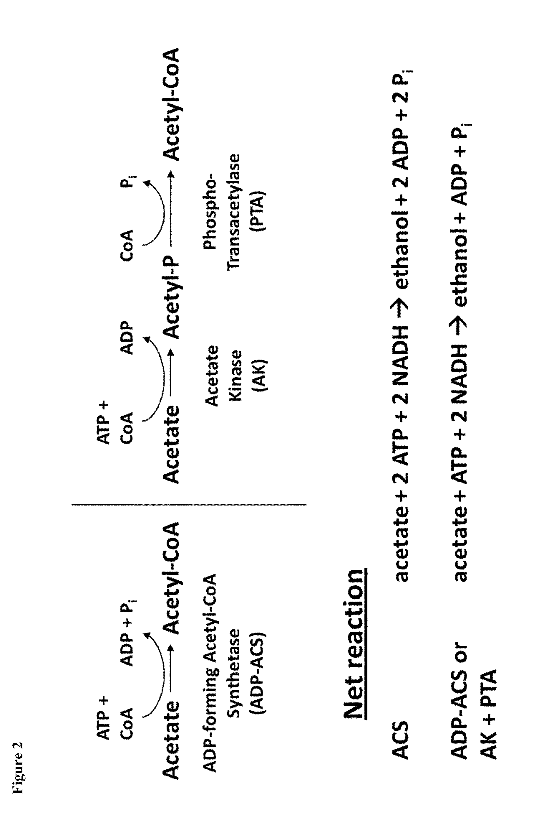 Method for Acetate Consumption During Ethanolic Fermentaion of Cellulosic Feedstocks