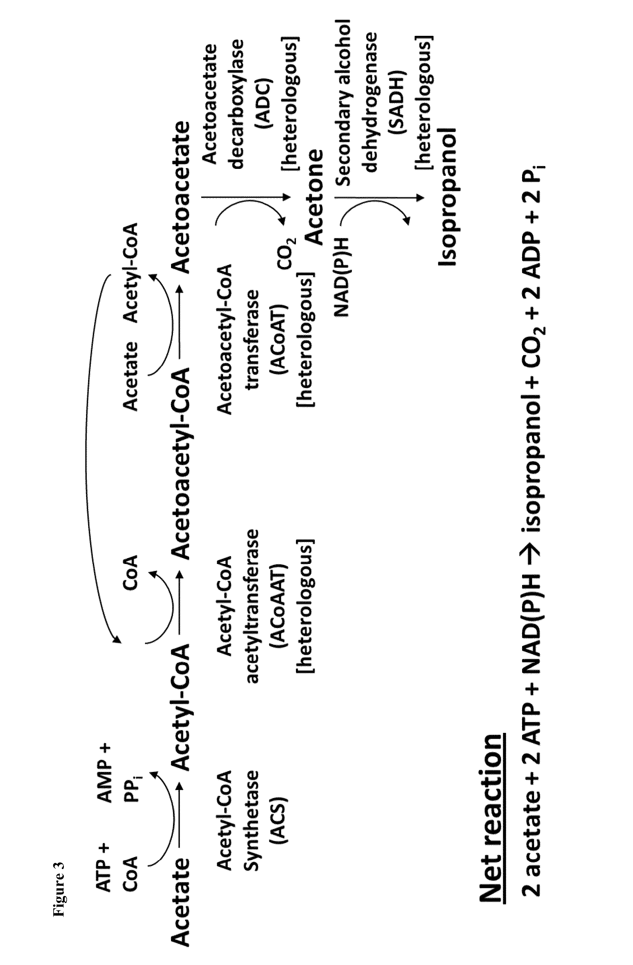Method for Acetate Consumption During Ethanolic Fermentaion of Cellulosic Feedstocks