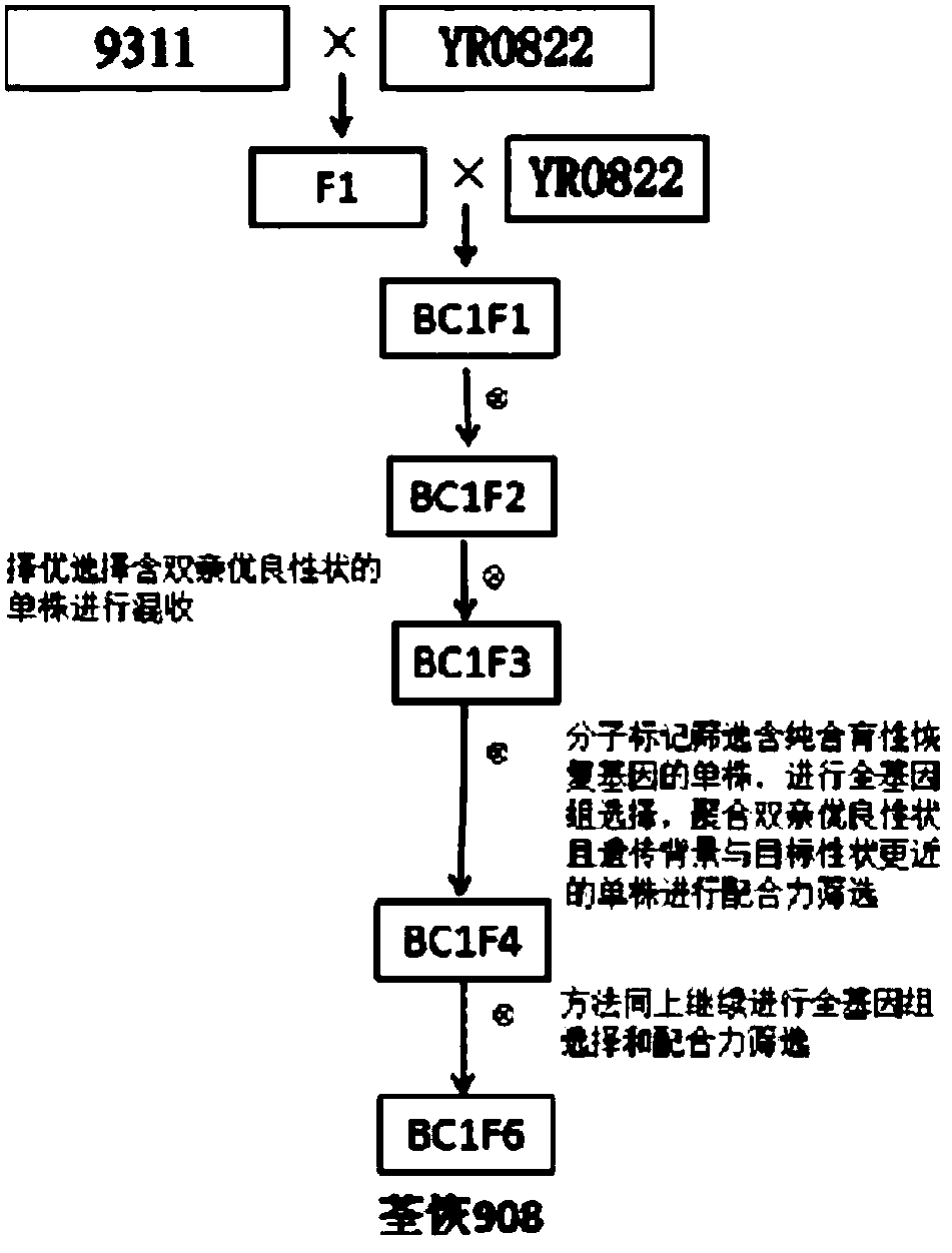 Method for selecting and breeding three-line rice restoring line by rice genomic technology rapidly and accurately