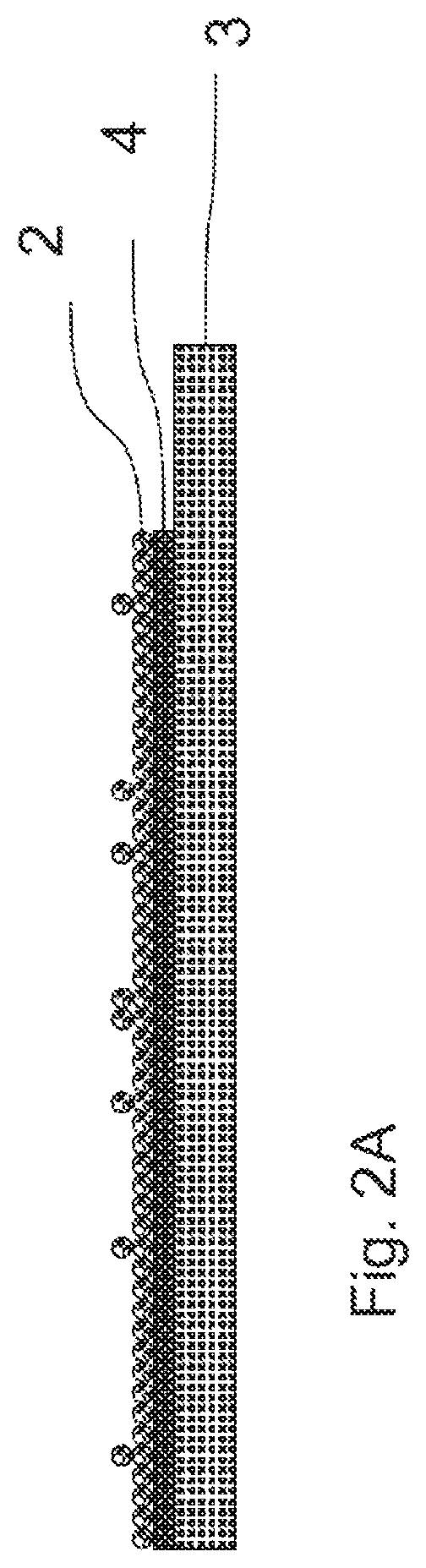 Biological battery and biological cathode