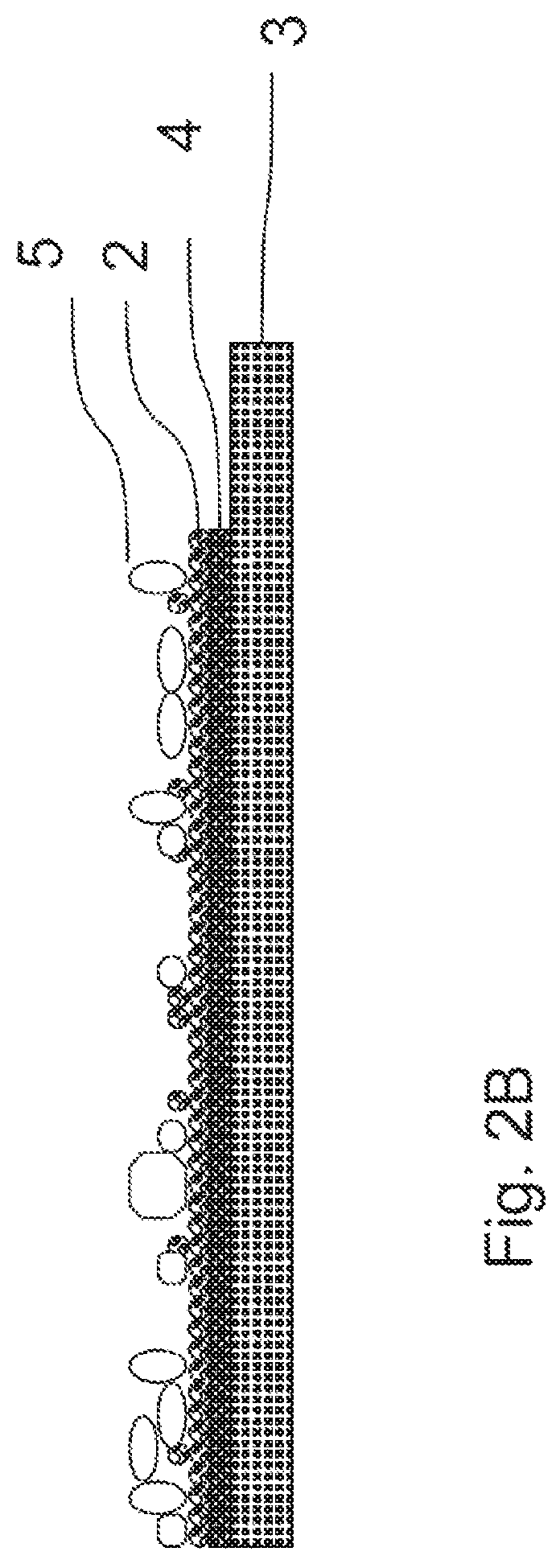 Biological battery and biological cathode