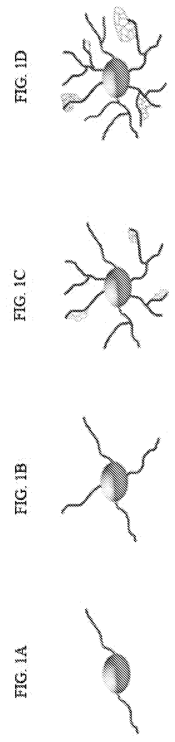 Method of identifying agents that affect maturation, survival and myelination